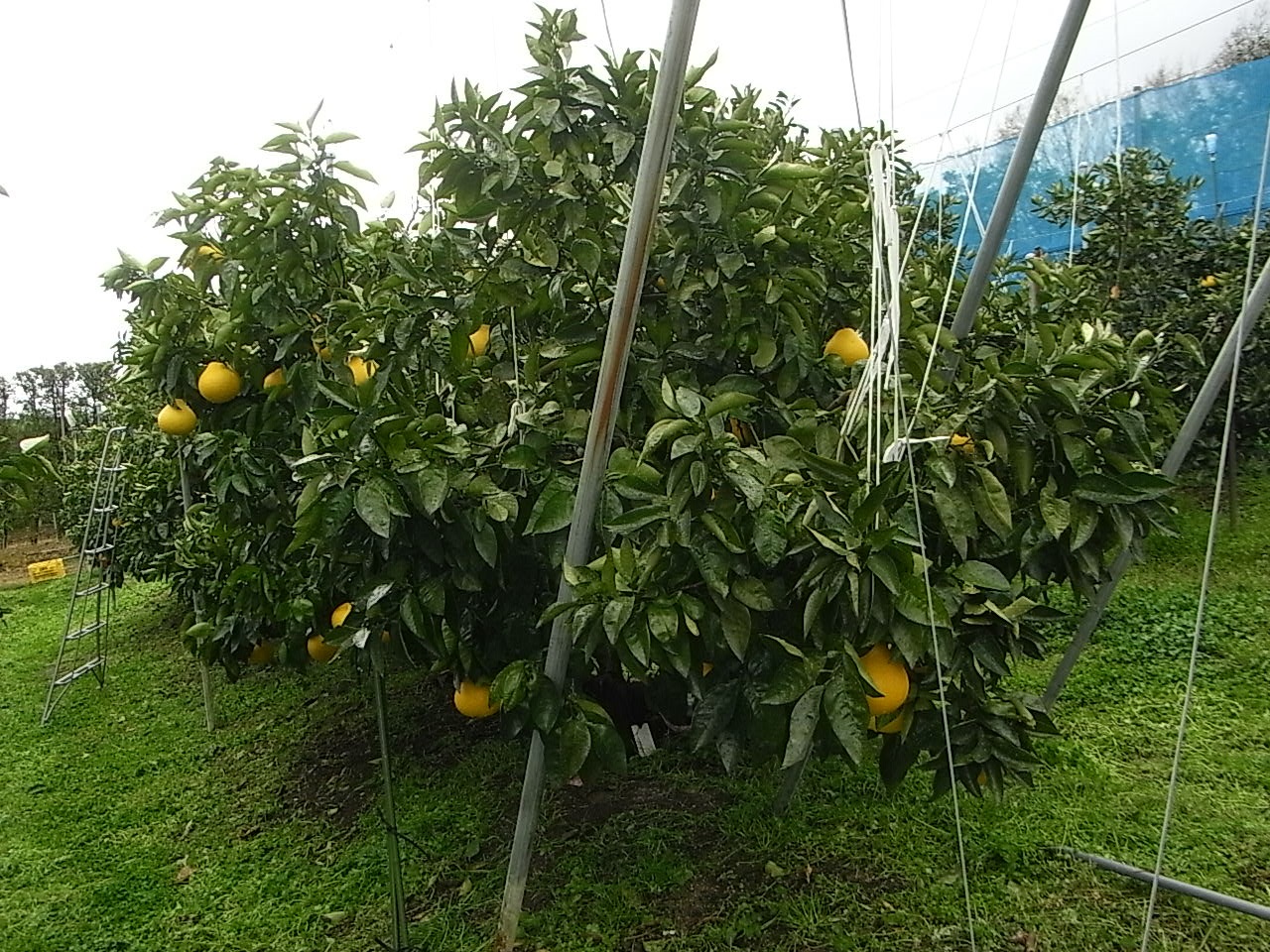 树体 (MAFF, Japan)