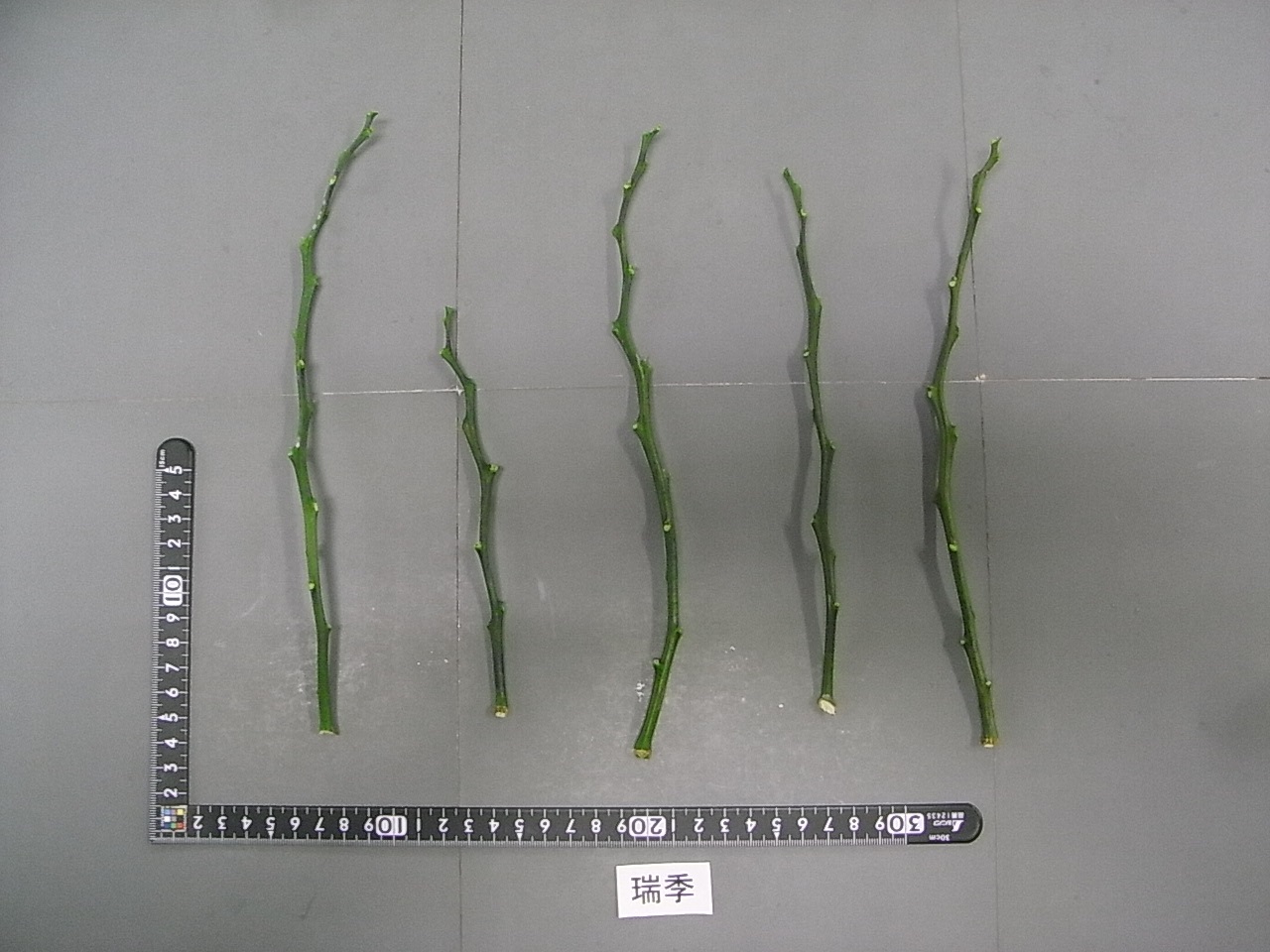 树体 (MAFF, Japan)