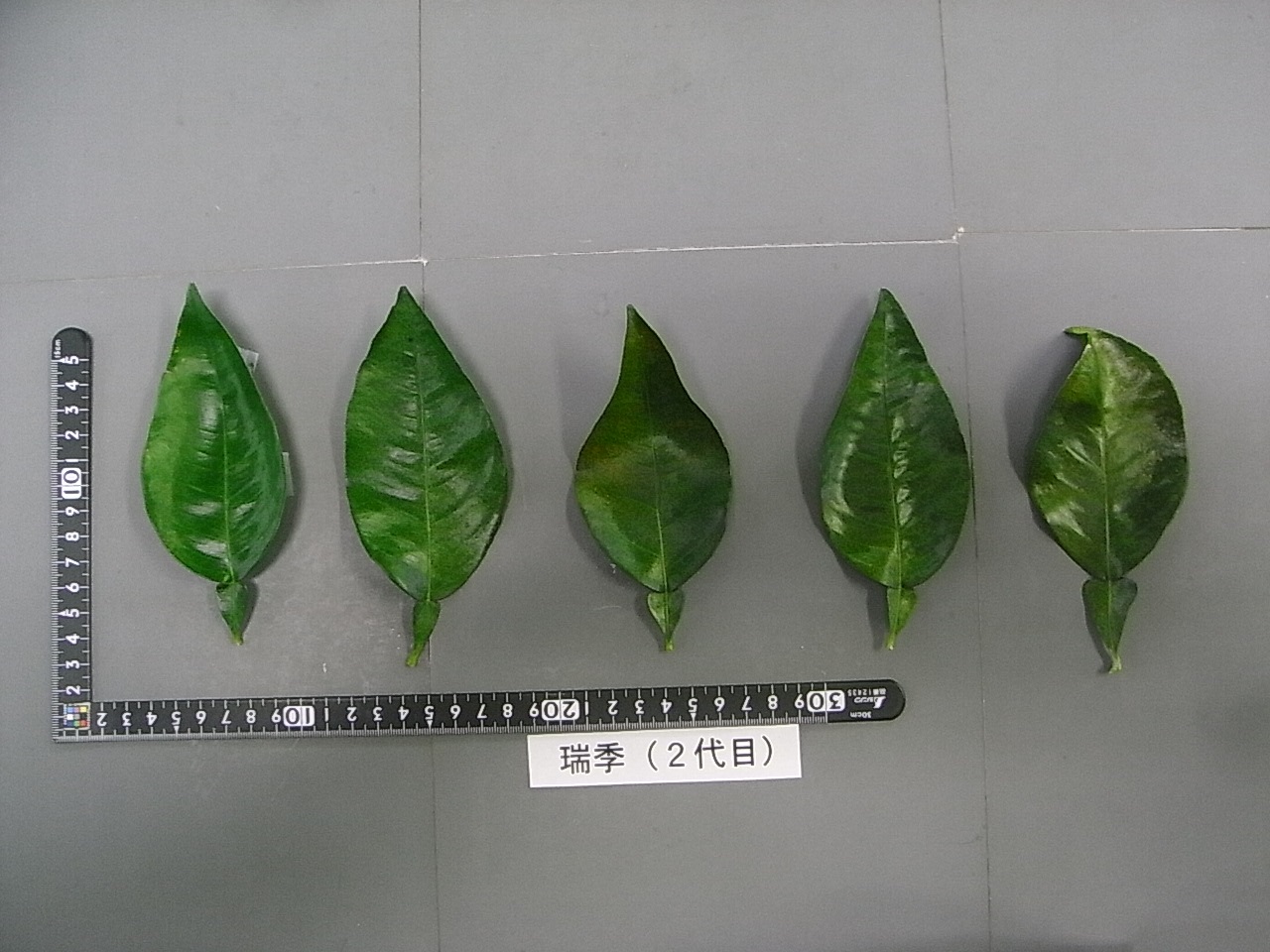 果实 (MAFF, Japan)