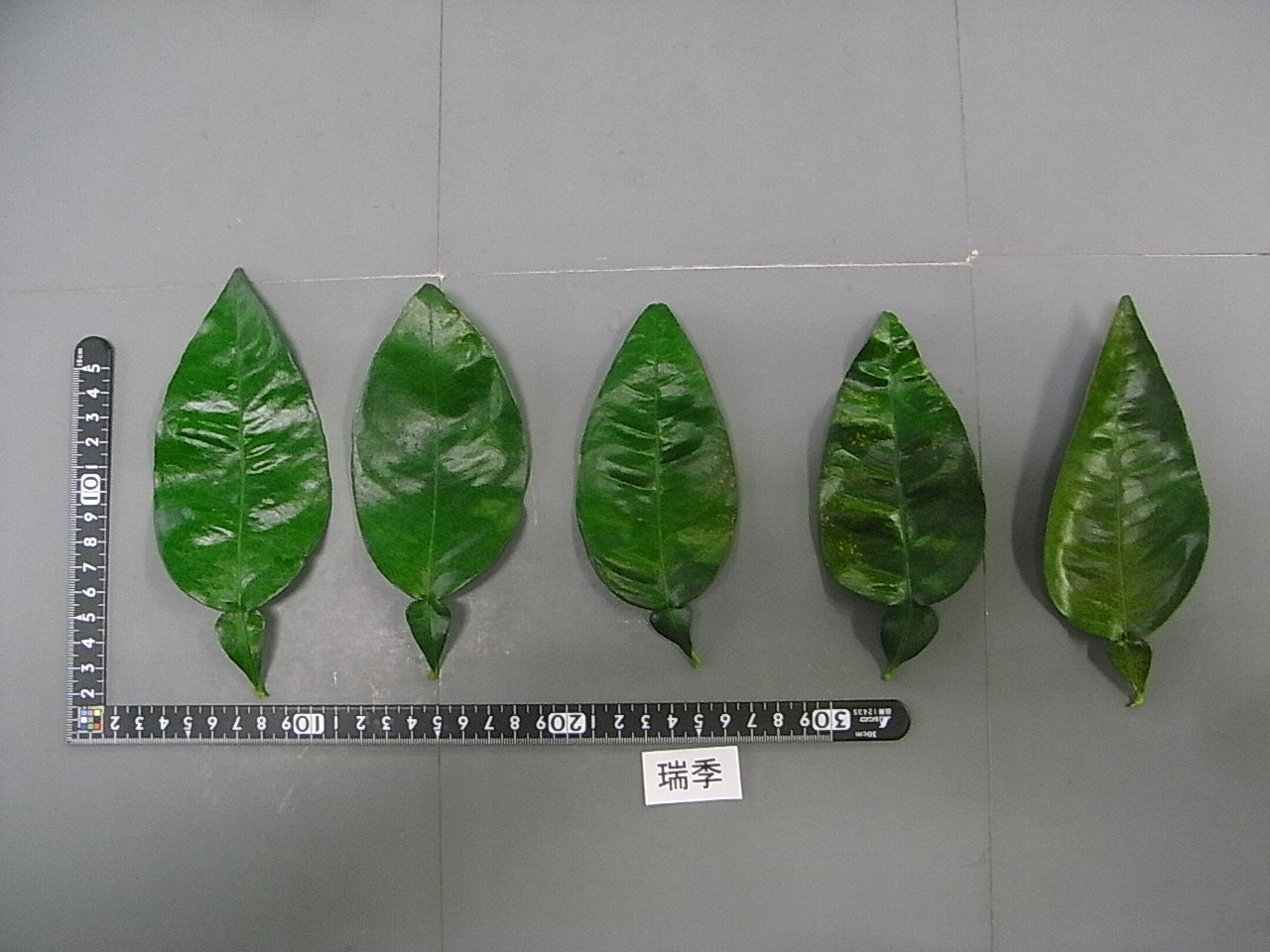 果实 (MAFF, Japan)