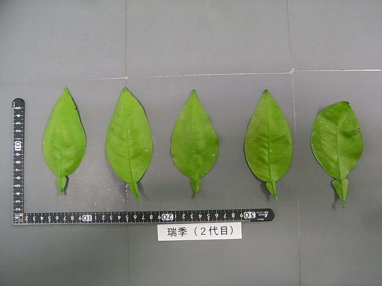 果实 (MAFF, Japan)