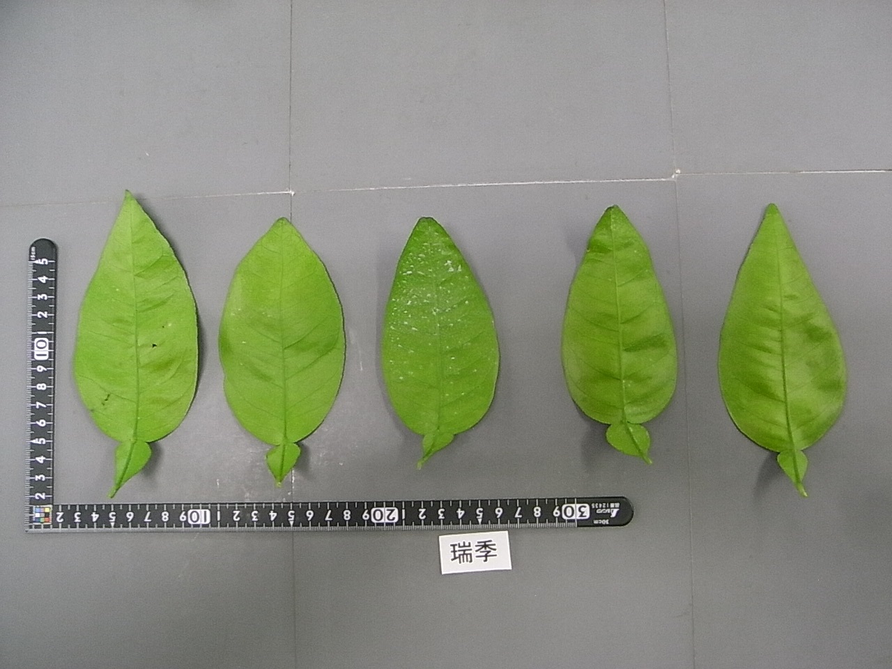 果实 (MAFF, Japan)