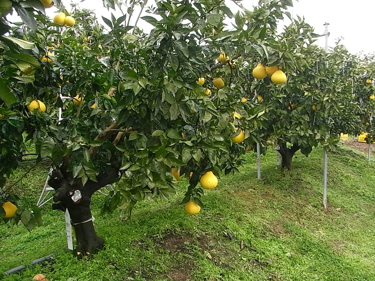 果实 (MAFF, Japan)