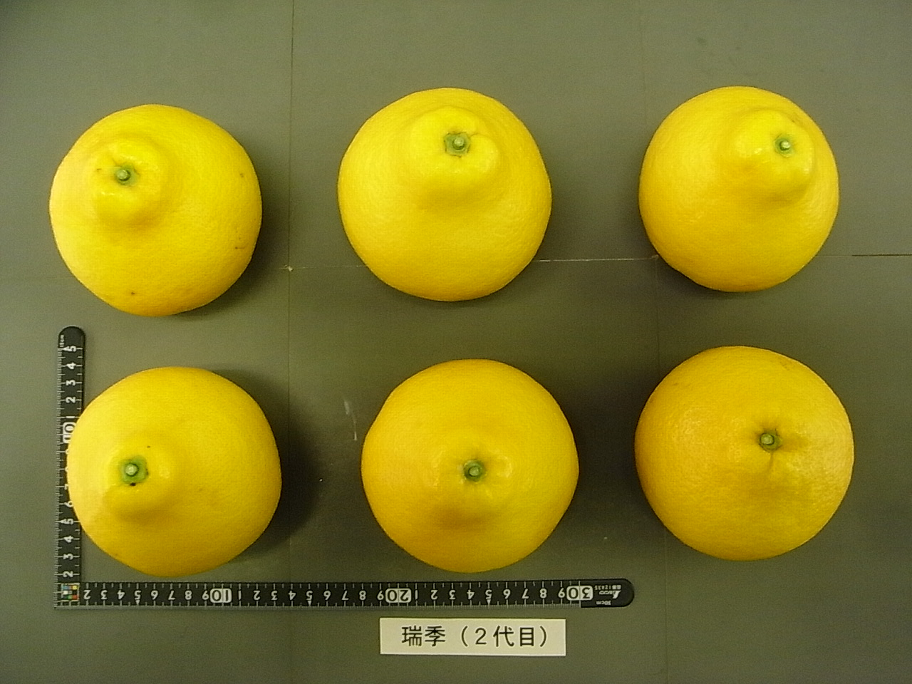 树体 (MAFF, Japan)