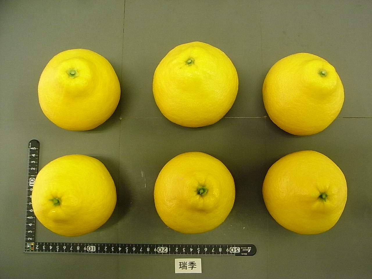 果实 (MAFF, Japan)