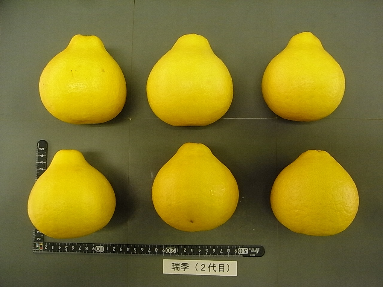 果实 (MAFF, Japan)