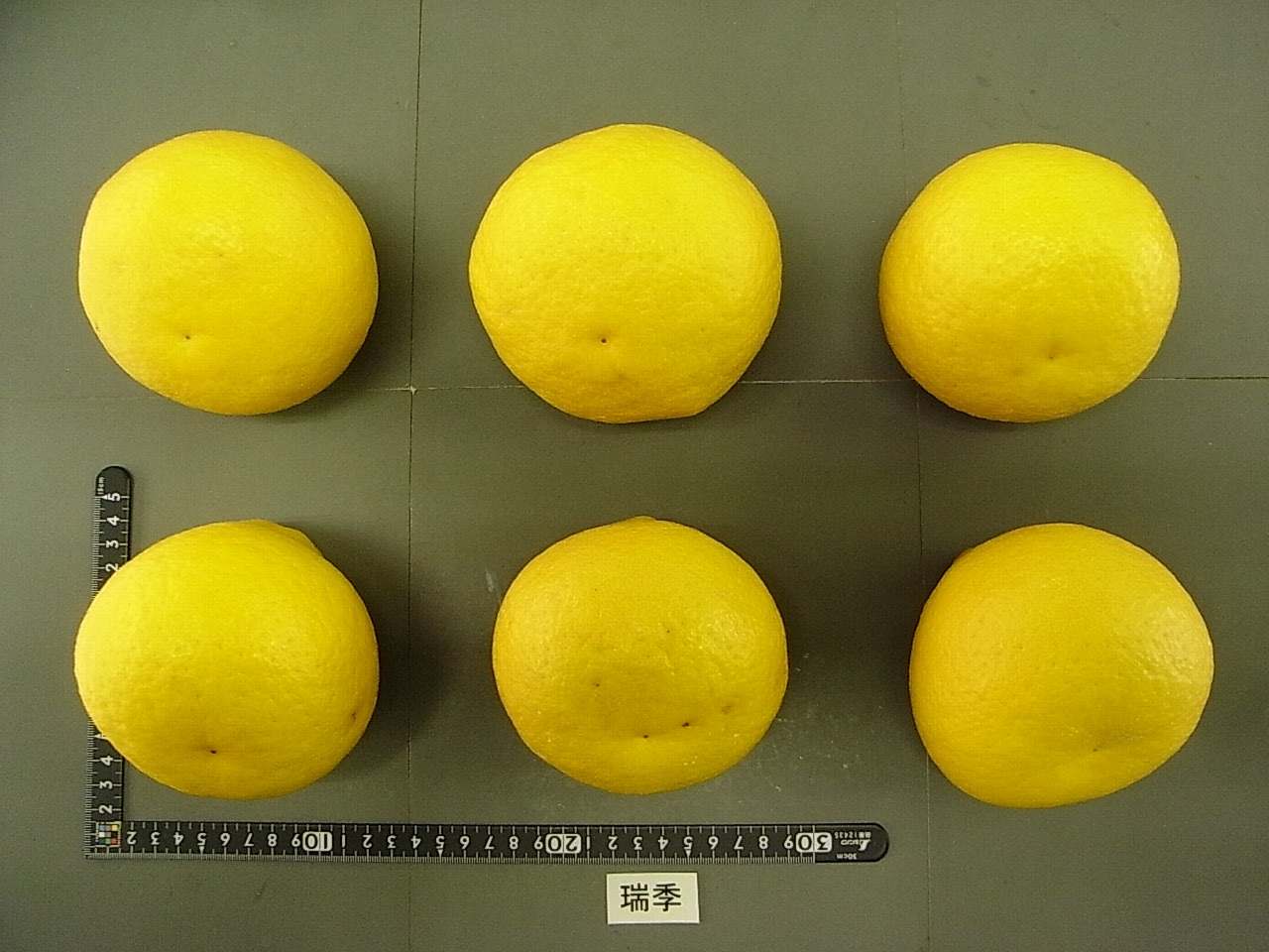 树体 (MAFF, Japan)