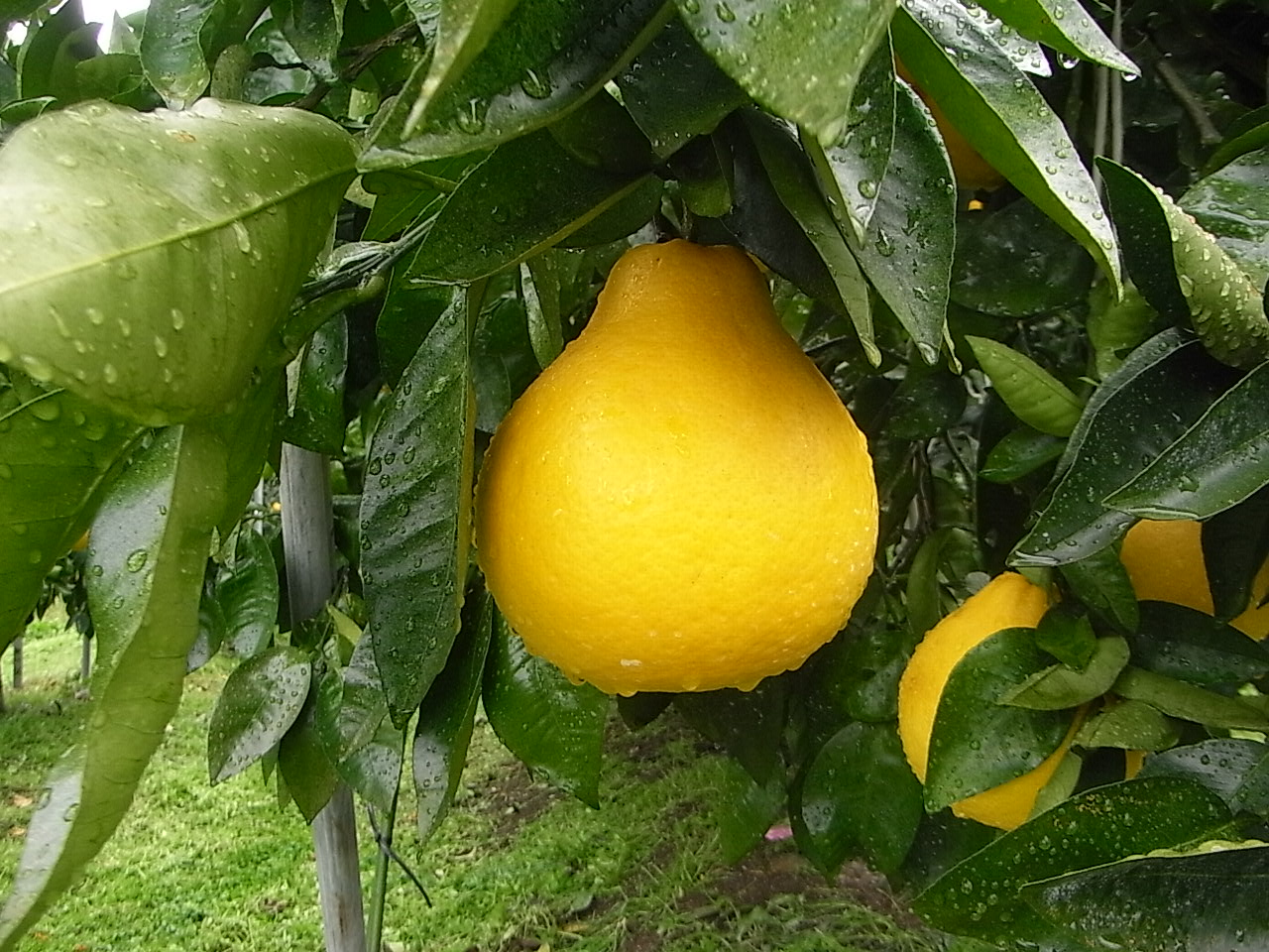 果实 (MAFF, Japan)