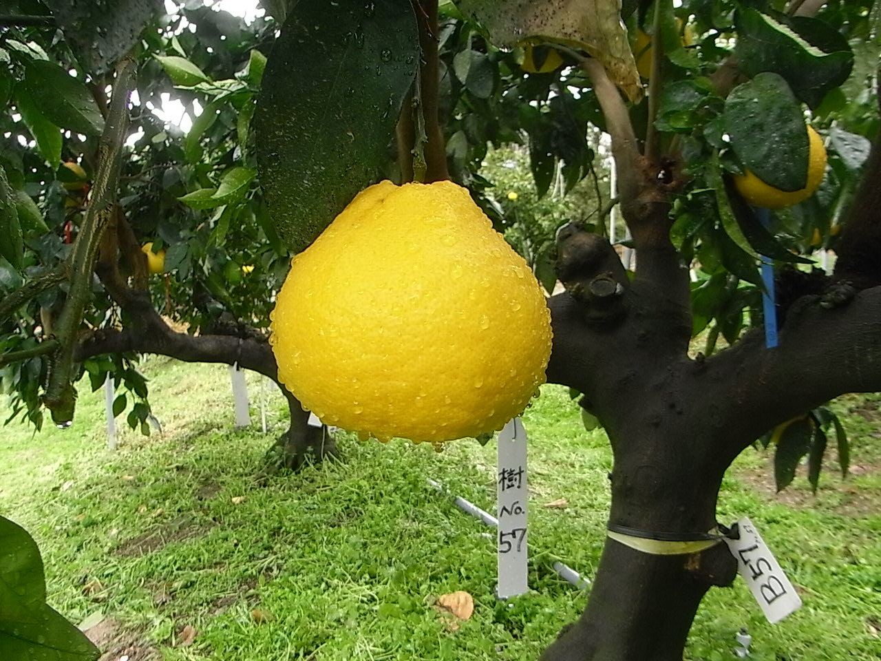 果实 (MAFF, Japan)