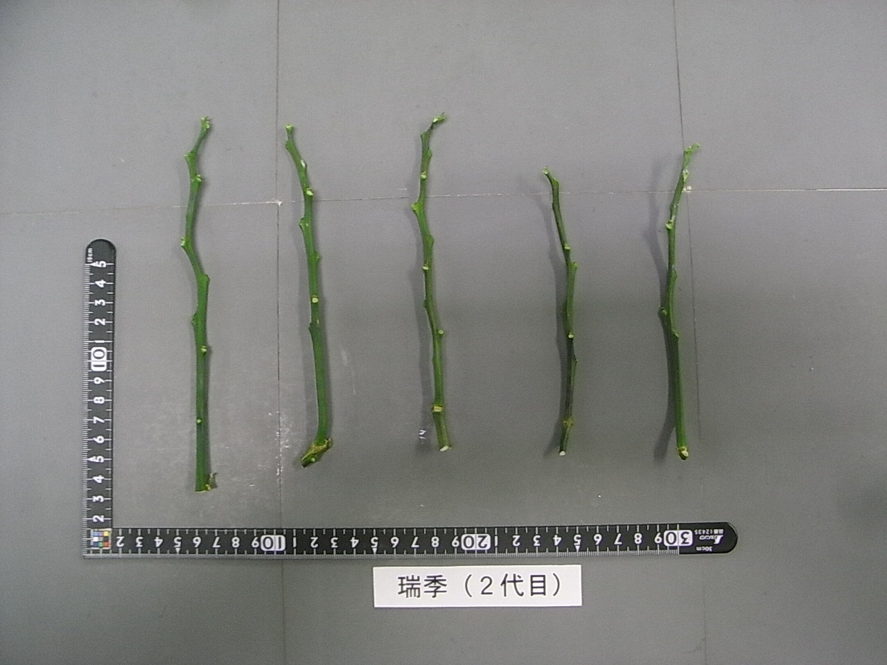 果实 (MAFF, Japan)