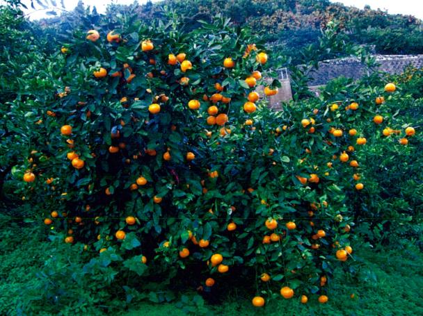 树体 (MAFF, Japan)