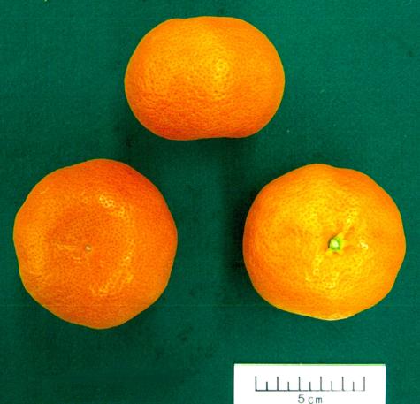 果实 (MAFF, Japan)