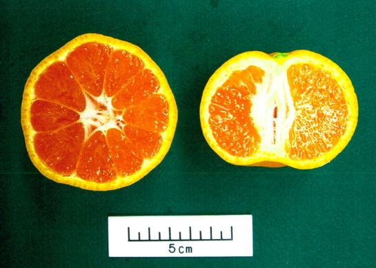 果实 (MAFF, Japan)