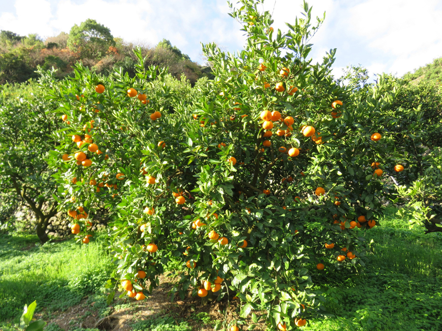 果实 (MAFF, Japan)