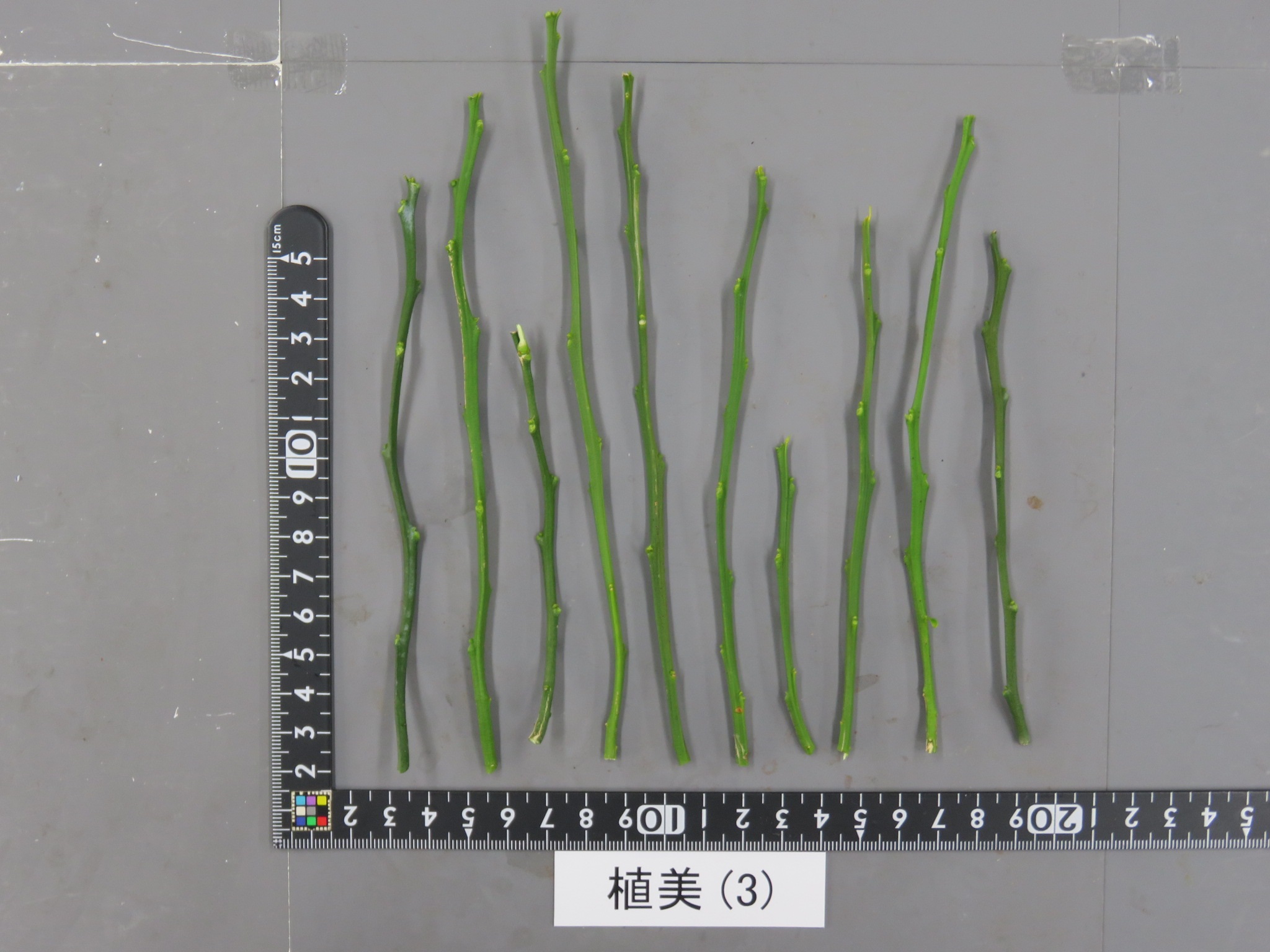 果实 (MAFF, Japan)