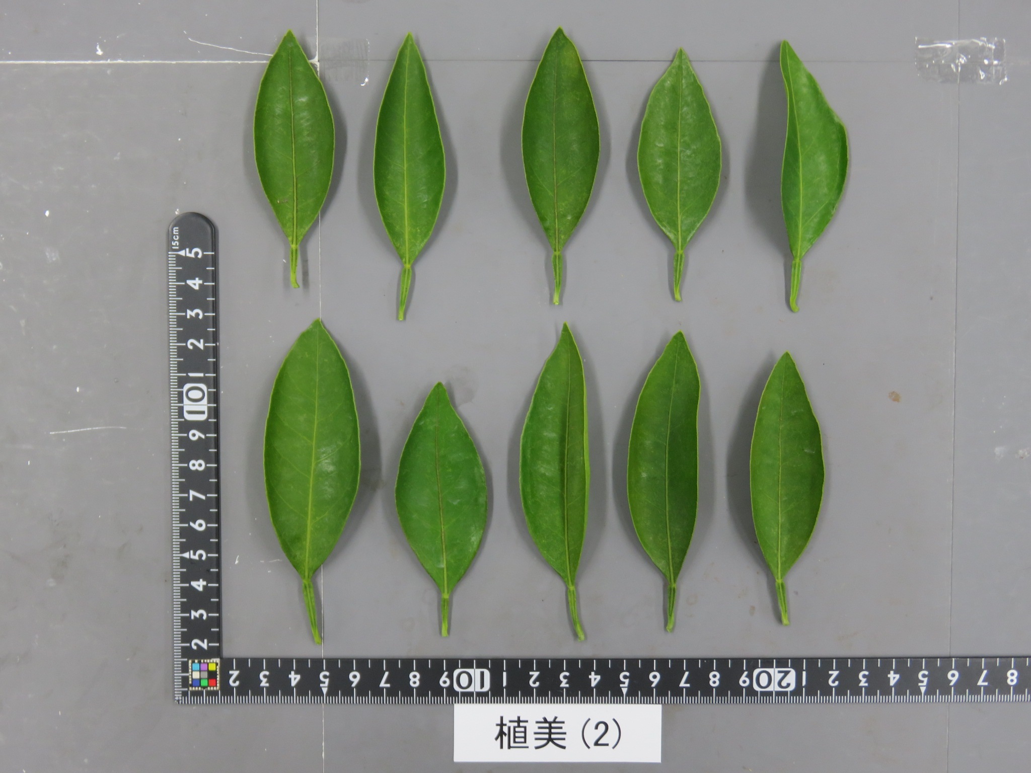 果实 (MAFF, Japan)