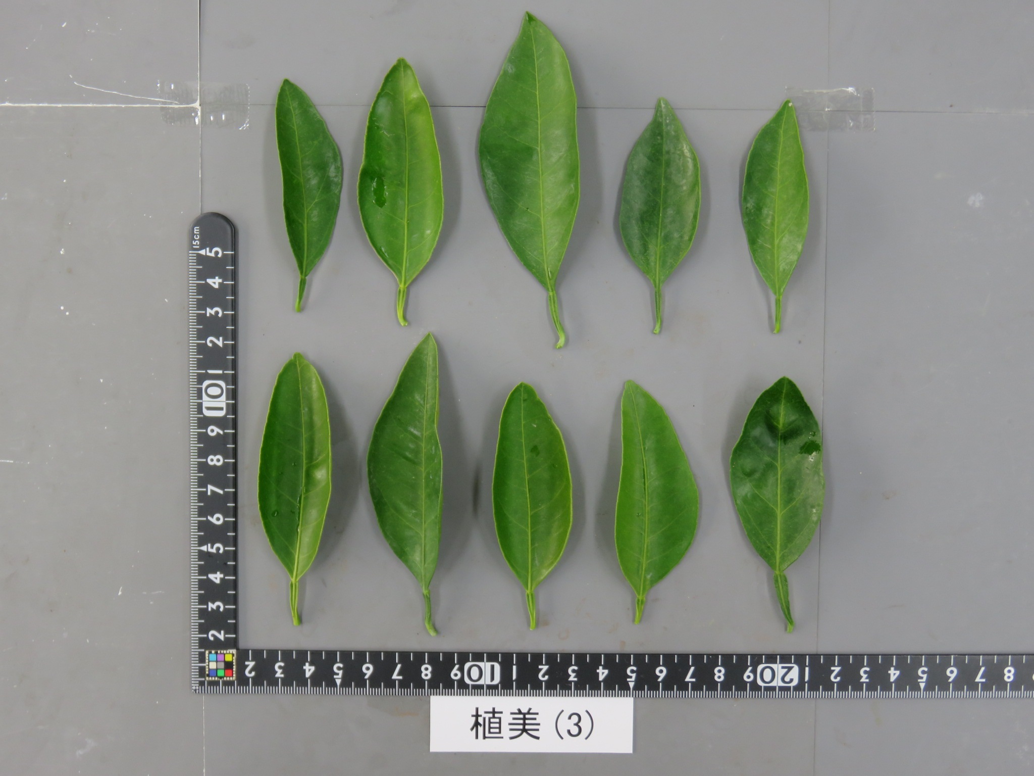 果实 (MAFF, Japan)