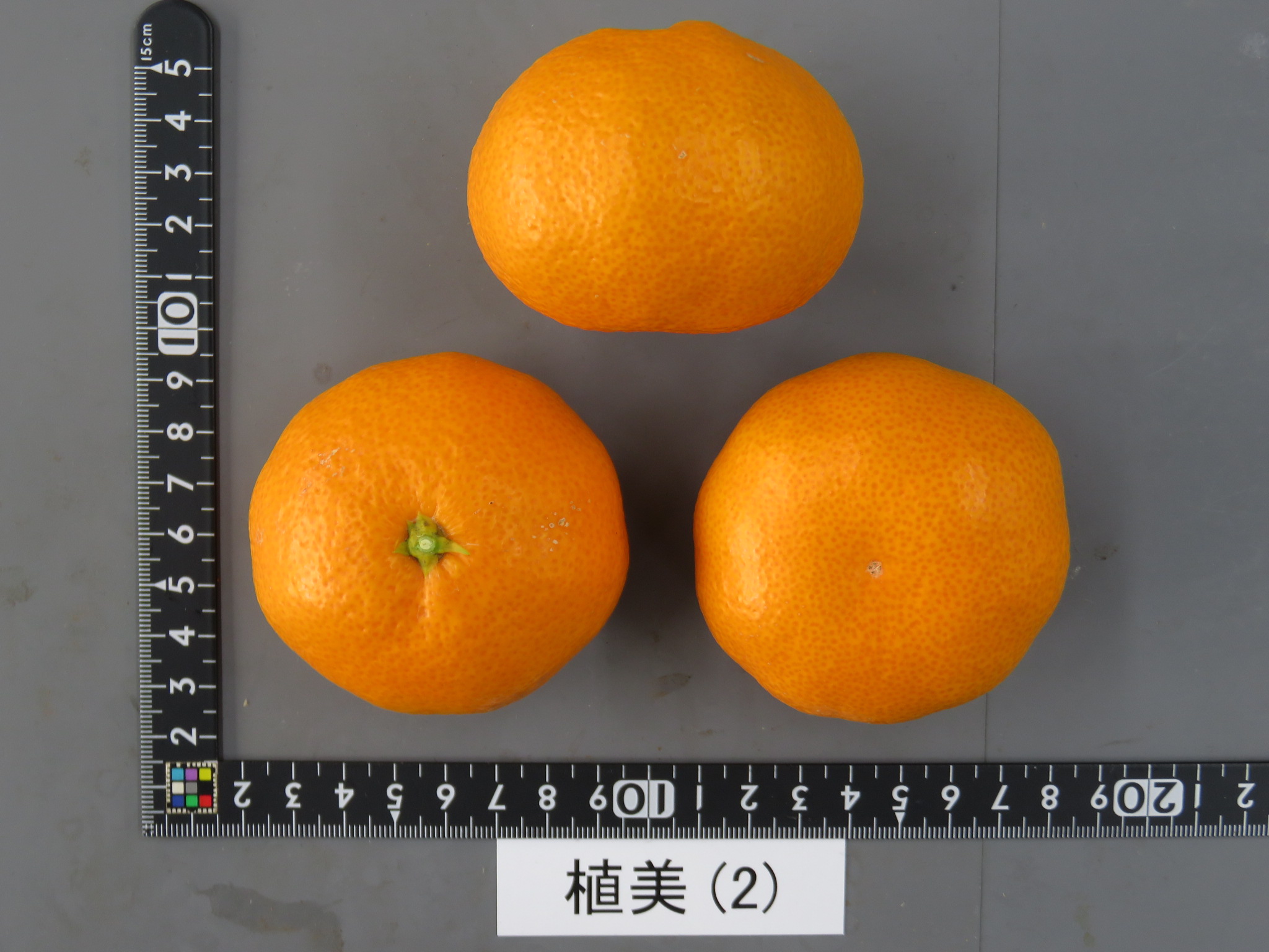 果实 (MAFF, Japan)