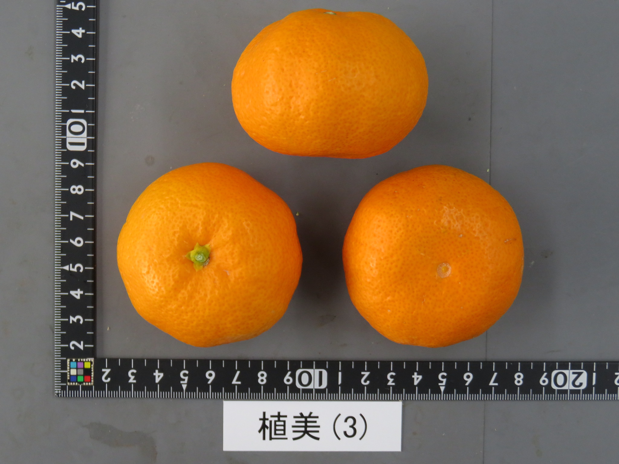 果实 (MAFF, Japan)