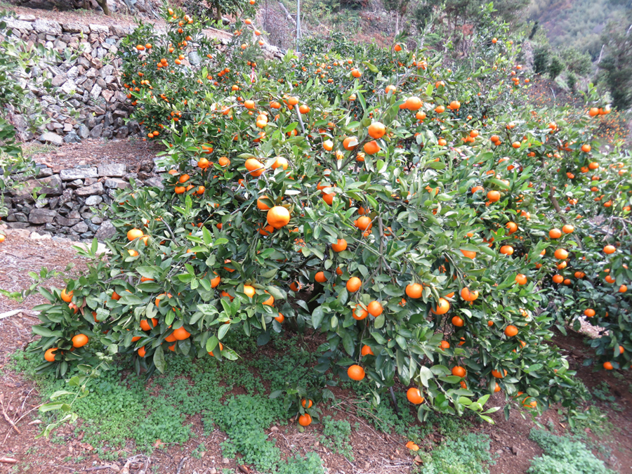 果实 (MAFF, Japan)