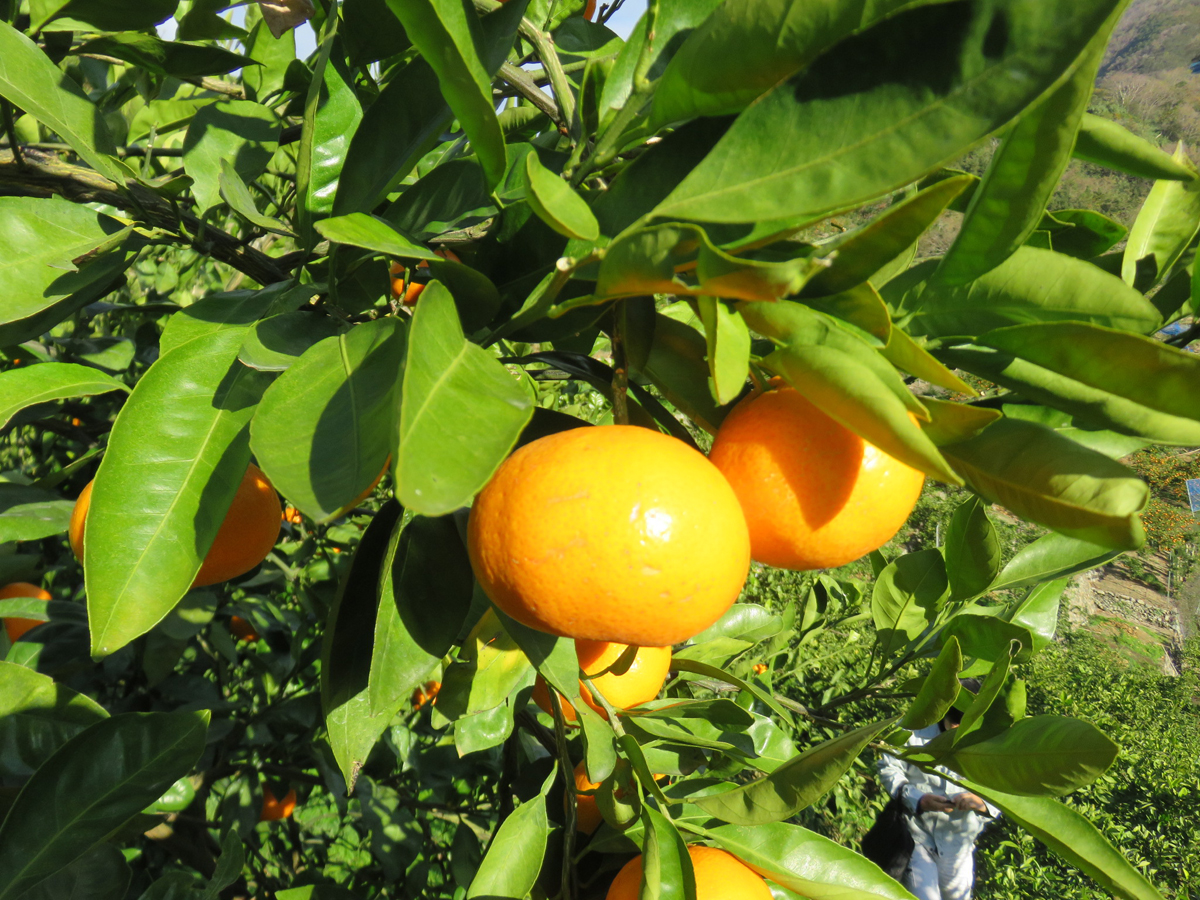 树体 (MAFF, Japan)