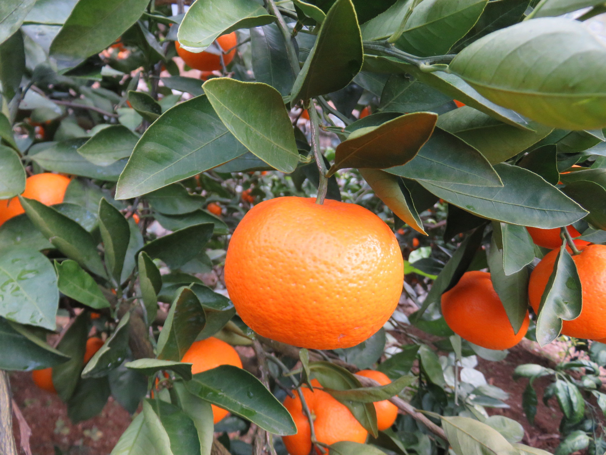 果实 (MAFF, Japan)