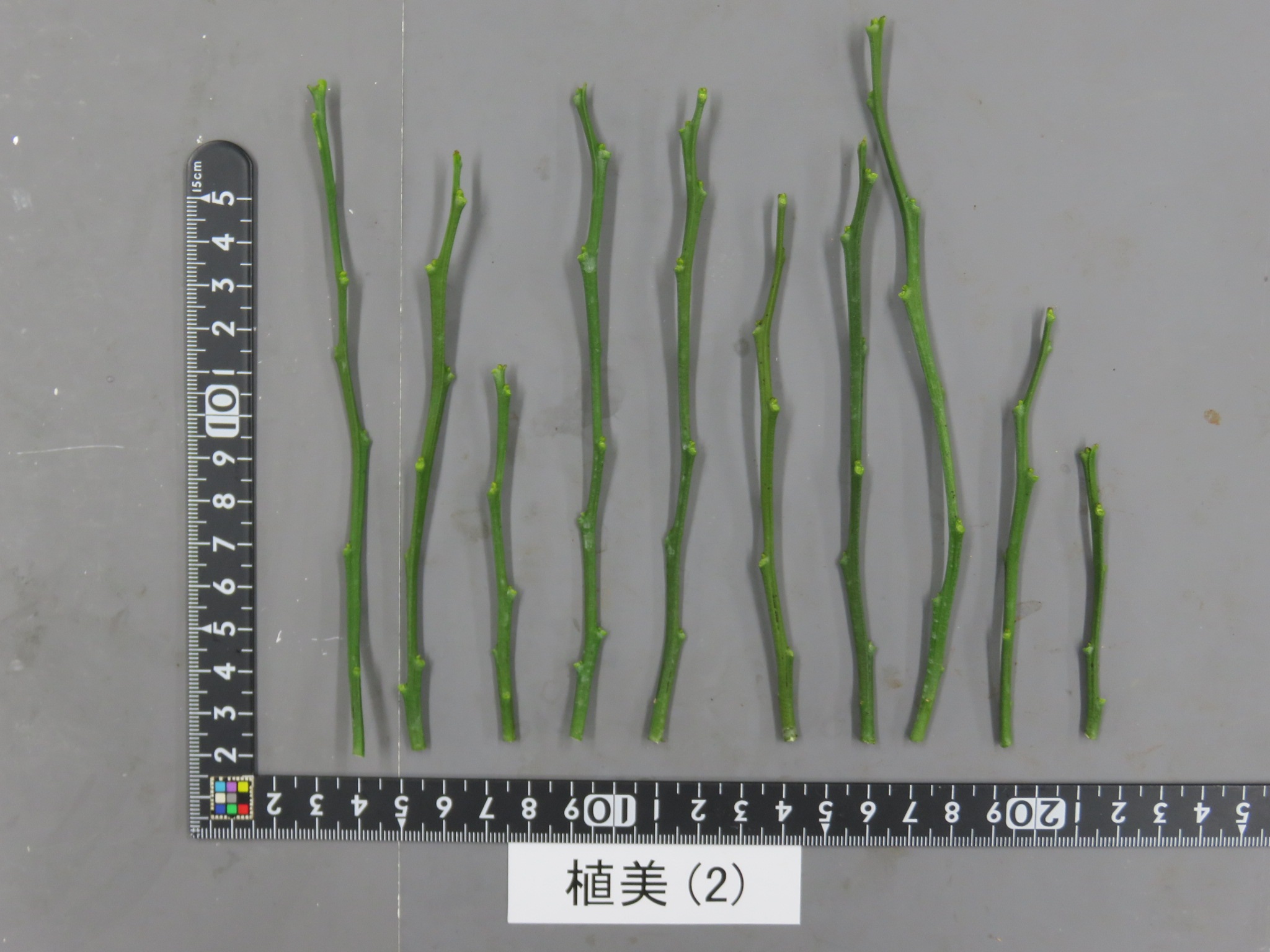 果实 (MAFF, Japan)