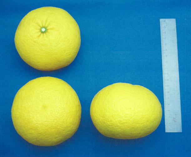 树体 (MAFF, Japan)