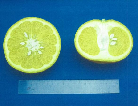 果实 (MAFF, Japan)