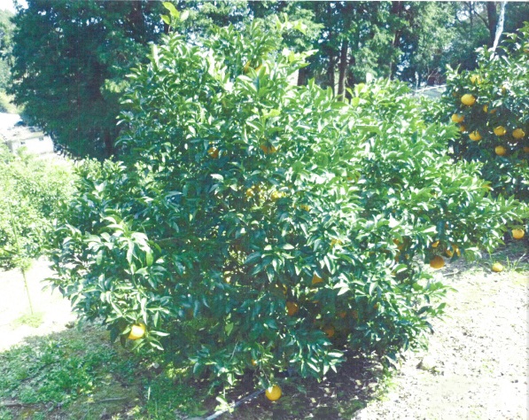 果实 (MAFF, Japan)