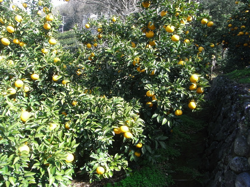 果实 (MAFF, Japan)