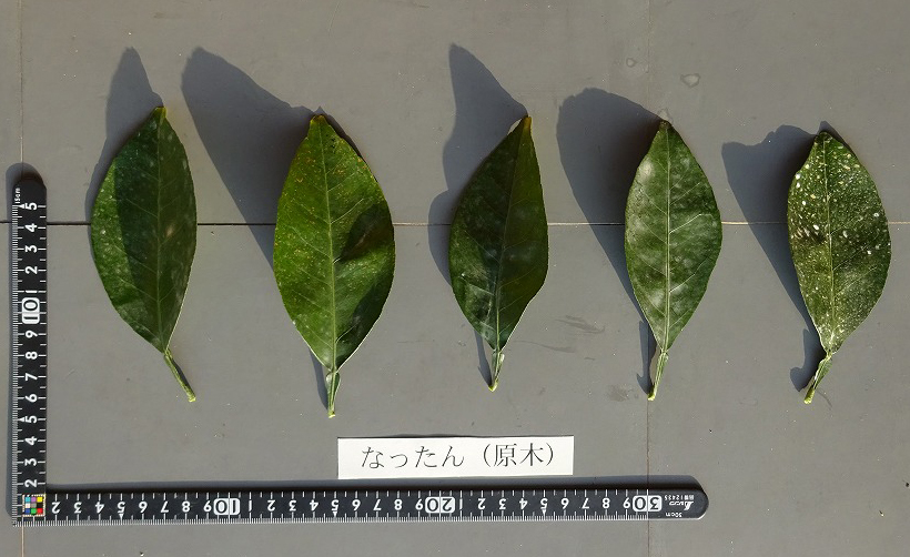 果实 (MAFF, Japan)