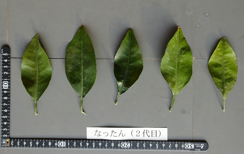 果实 (MAFF, Japan)