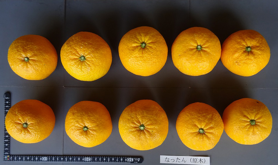 果实 (MAFF, Japan)