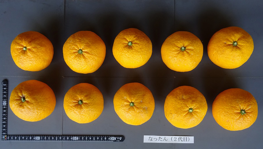 果实 (MAFF, Japan)