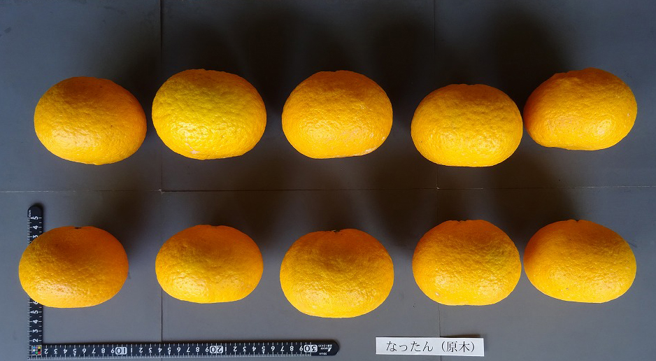 果实 (MAFF, Japan)