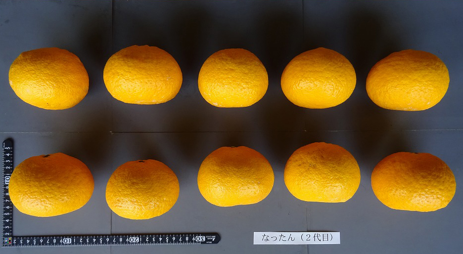 树体 (MAFF, Japan)