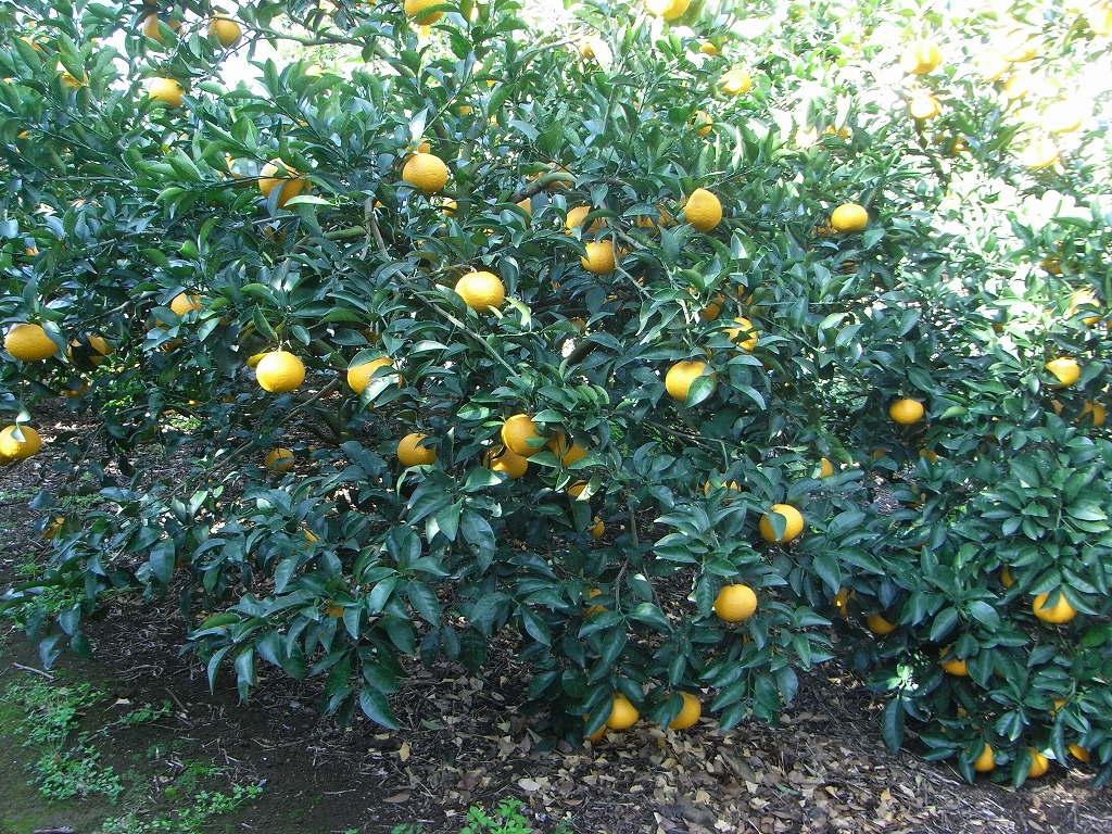 果实 (MAFF, Japan)