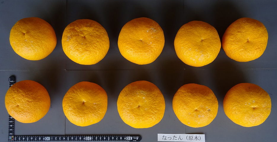 果实 (MAFF, Japan)