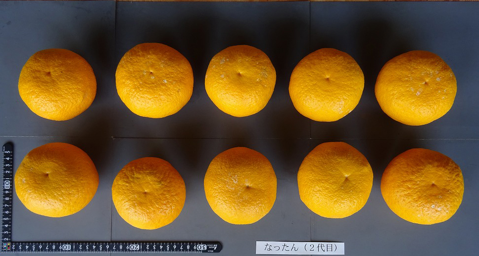 果实 (MAFF, Japan)