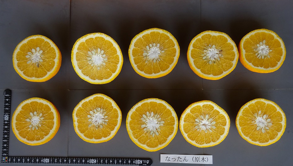 果实 (MAFF, Japan)