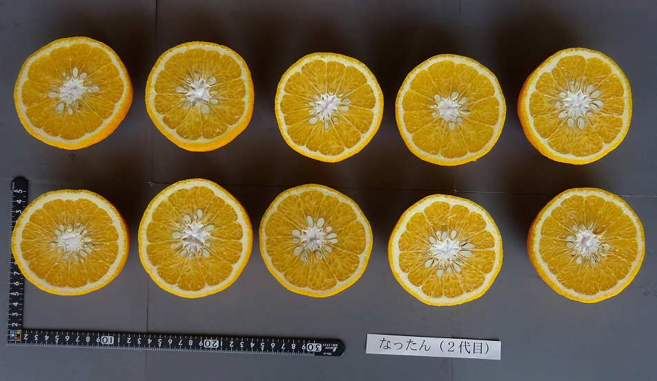 果实 (MAFF, Japan)