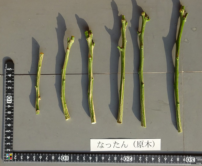 树体 (MAFF, Japan)