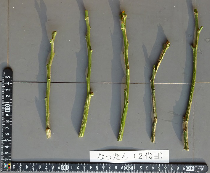 果实 (MAFF, Japan)