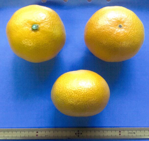 果实 (MAFF, Japan)