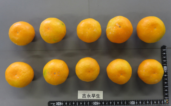 果实 (MAFF, Japan)