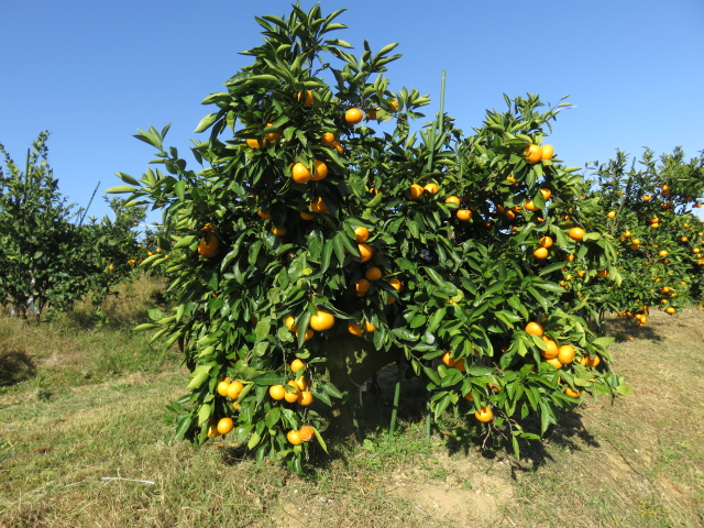 果实 (MAFF, Japan)