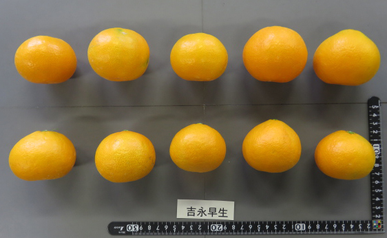 果实 (MAFF, Japan)