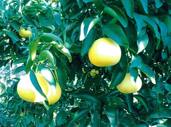 树体 (MAFF, Japan)