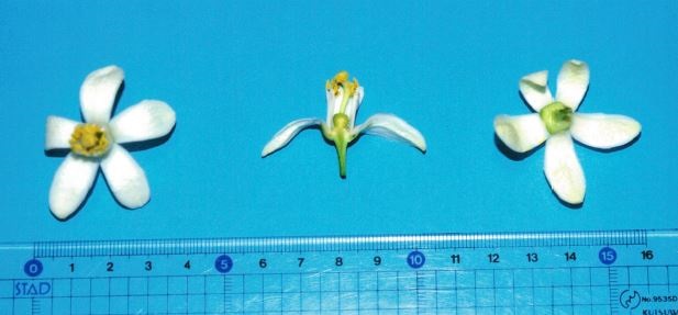 果实 (MAFF, Japan)